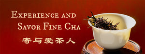 Huang-Zhi-Xiang-Dan-Cong-Tea-From-Shi-Tou-Lions-Head-Ancient-Gardens-On-Phoenix-Mountain-In-A-Dehua-Porcelain-Gaiwan